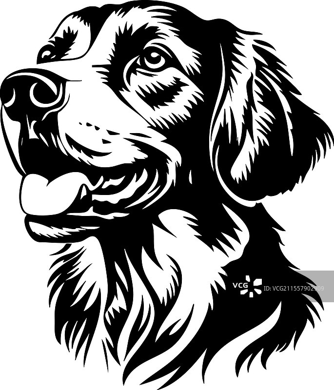 友好的金毛寻回犬头部特写图片素材