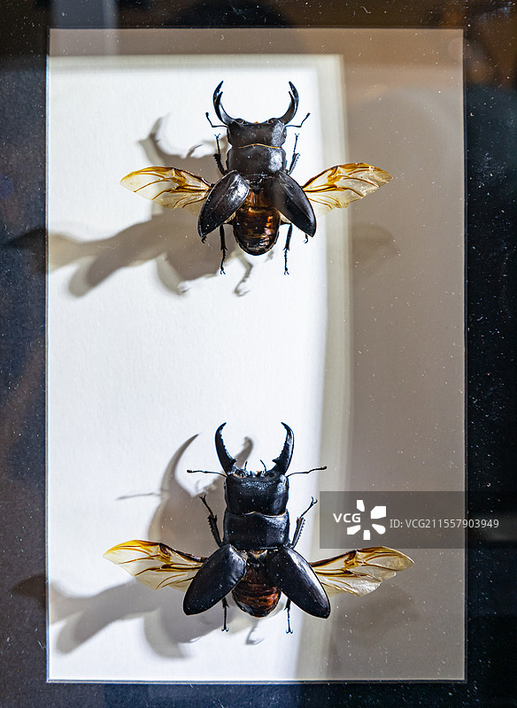 中国野生动物拍摄主题，陈列柜展示盒标本架金龟科南洋大兜虫装饰品艺术品相框展示，室内无人图像摄影图片素材