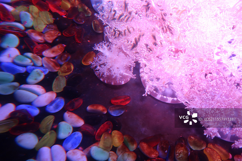 倒立水母图片素材