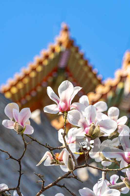 春天蓝天下北京故宫角楼东华门玉兰花美丽绽放，与古建筑琉璃瓦互相映衬图片素材