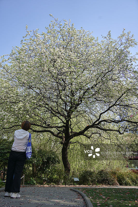上海黄浦区外滩古城公园春季植物清新梨花景观图片素材