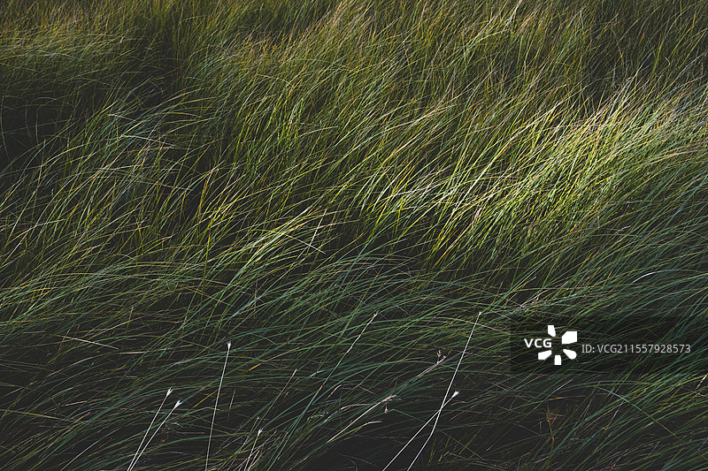 美国，风吹草动的草地和野花，塔霍湖，加利福尼亚州，美国图片素材