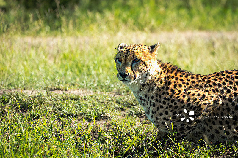 南非伦多洛兹野生动物保护区，猎豹，阿西诺尼克斯·朱巴图斯，特写。图片素材
