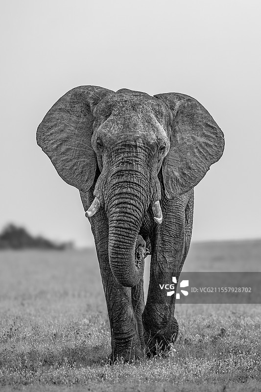 南非伦多洛兹野生动物保护区，非洲象，雄性行走，黑白色调。图片素材
