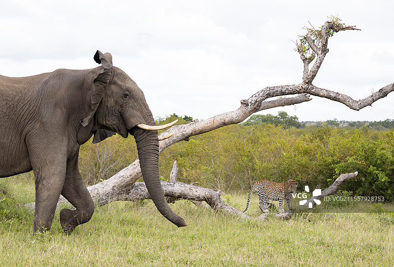 南非伦多洛兹野生动物保护区，非洲象（Loxodonta africana）向一只豹子冲去。图片素材