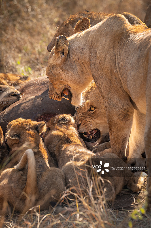南非伦多洛兹野生动物保护区，狮子，泛特拉狮，展现出威胁的咆哮。图片素材