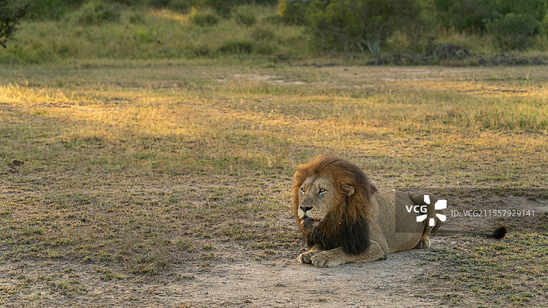南非伦多洛兹野生动物保护区，雄狮，非洲狮，卧躺。图片素材