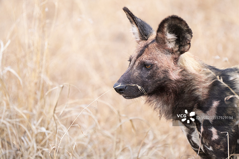 南非伦多洛兹野生动物保护区，野狗，斑点狼，脸上沾有餐后血迹。图片素材