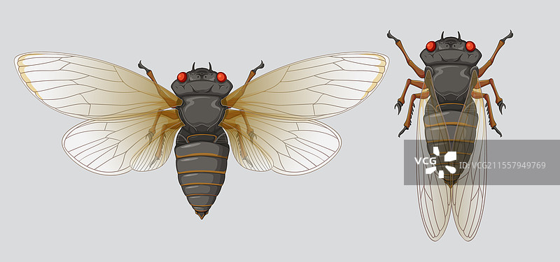 两只拥有复杂翅膀图案和红色的蝉图片素材