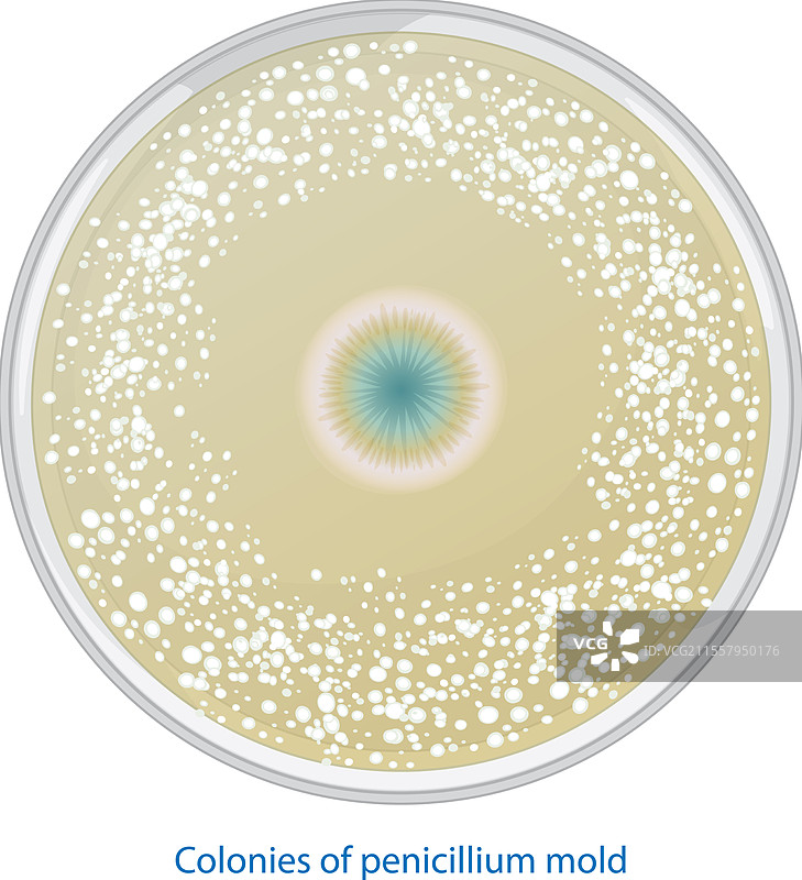培养皿中的青霉菌菌落图片素材
