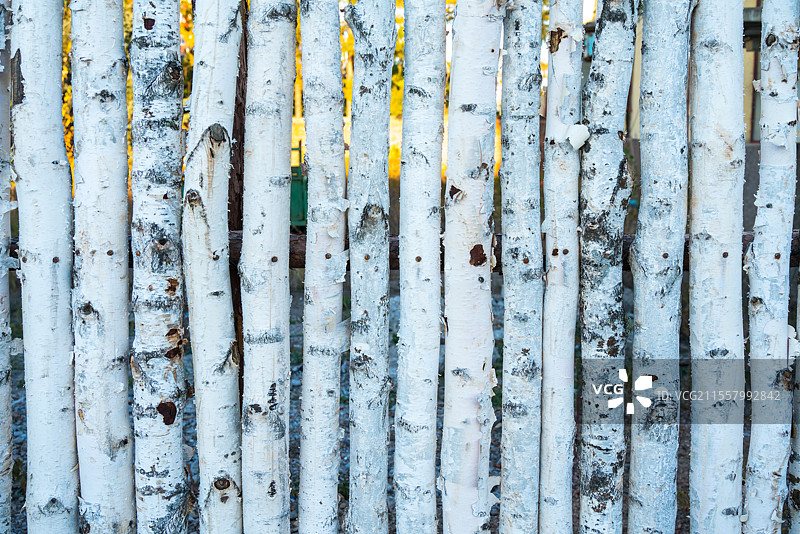 白桦树墙图片素材