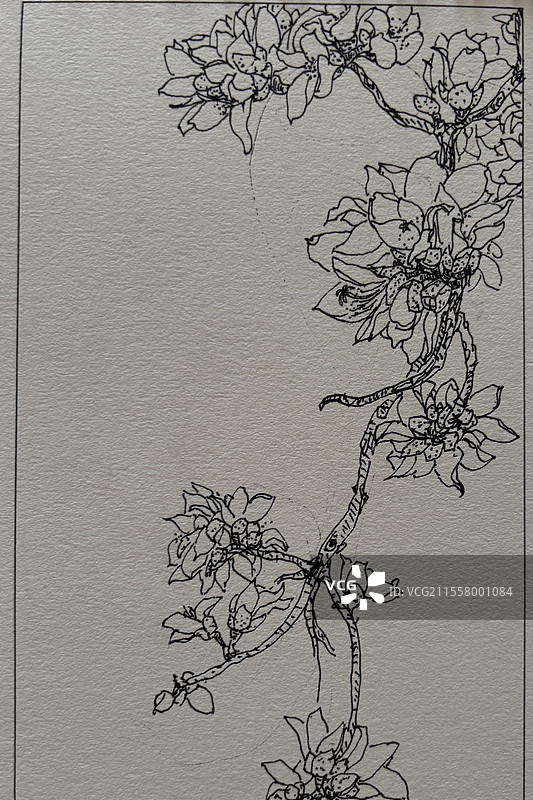 木棉花手绘图图片素材