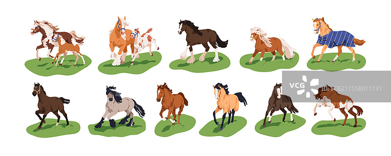 马在奔跑、疾驰、慢跑和行走图片素材