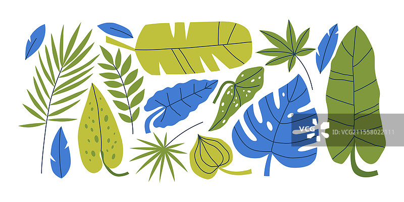 各种绿色热带叶子的集合图片素材