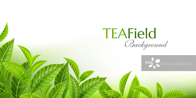 绿茶叶背景横幅图片素材