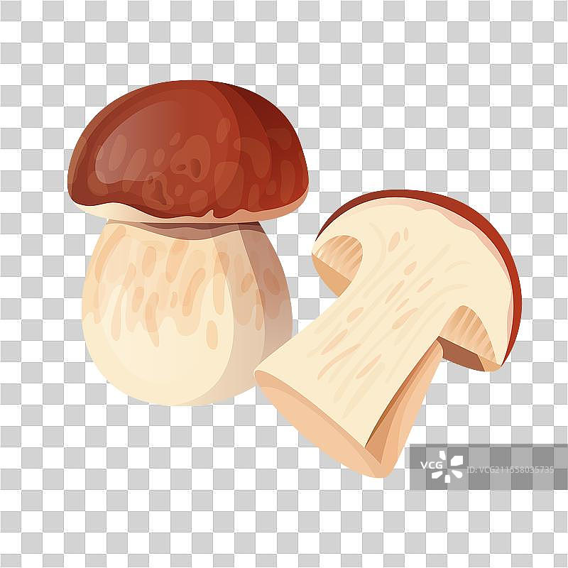 牛肝菌图片素材