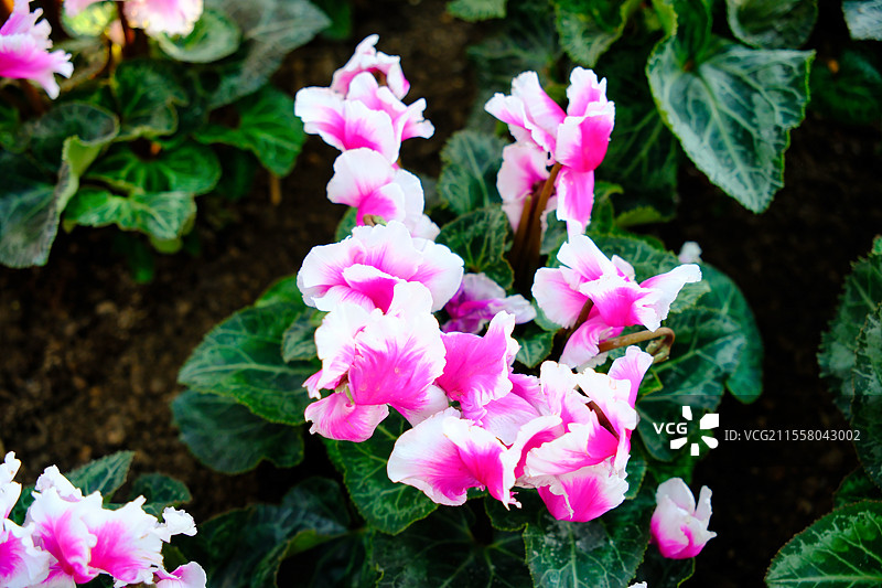 仙客来花图片素材