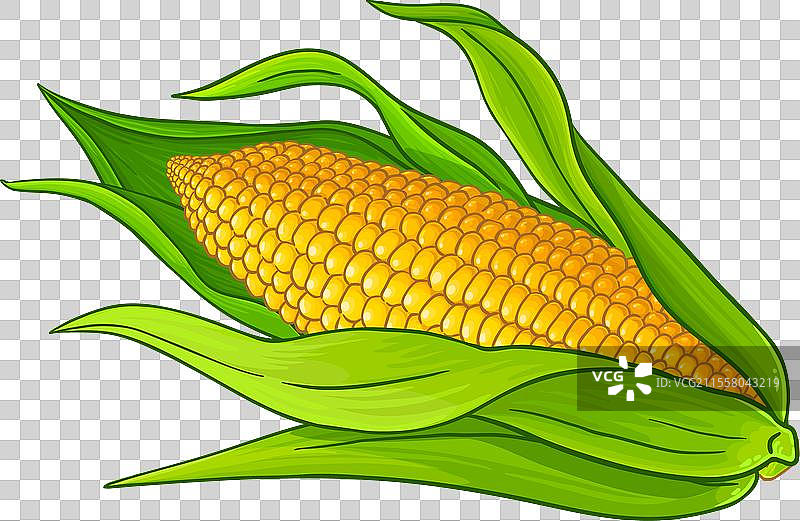 彩色详细的玉米棒图片素材