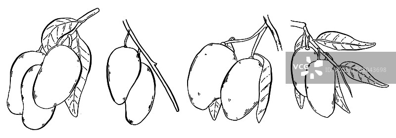 挂满成熟芒果的树枝图片素材