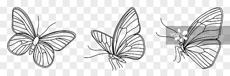 三只美丽的蝴蝶图片素材