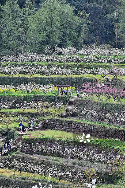 眉山市丹棱县幸福古村梯田风光图片素材