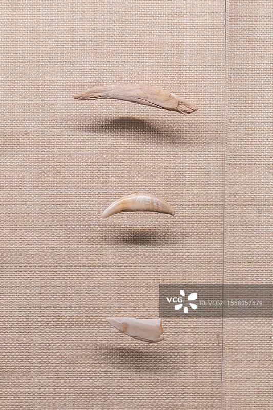 西宁市博物馆牙饰铜石并用时代公元前2200-前1800年西宁城北区沈那遗址出土图片素材