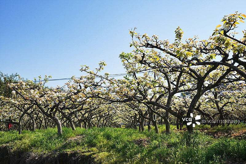 重庆永川黄瓜山中华梨村图片素材