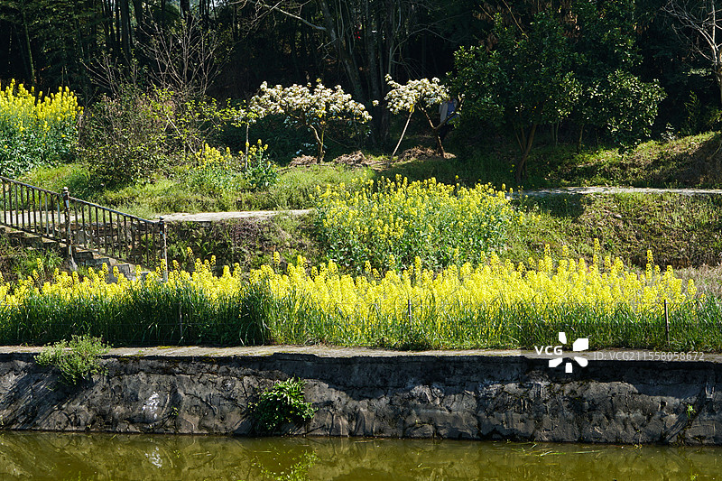 重庆永川黄瓜山中华梨村图片素材