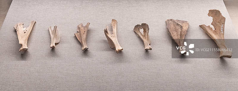 西宁市博物馆卜骨铜石并用时代公元前2200-前1800年西宁城北区沈那遗址出土图片素材