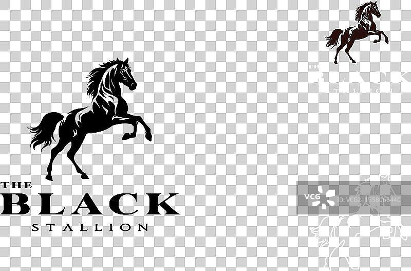 驯养野生马的穆斯唐种公马马术标志图片素材