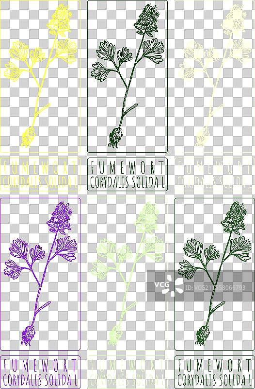 各种颜色的手绘烟草植物图集图片素材