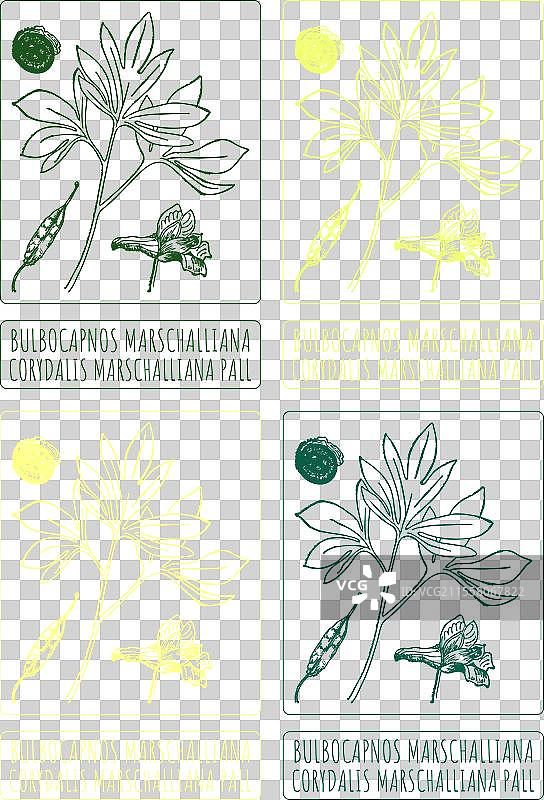 一组描绘马尔沙尔灯泡草的插图图片素材