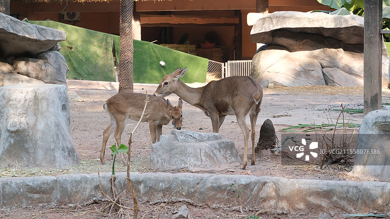 广州动物园的海南坡鹿图片素材
