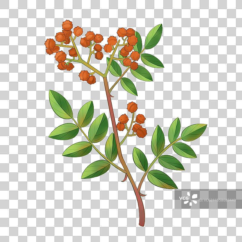 蜀椒插画图片素材