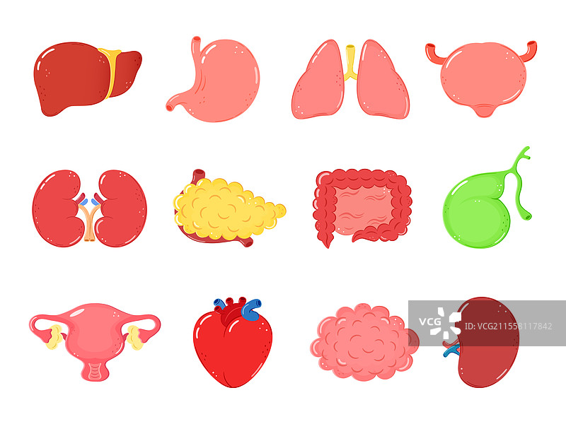 人类内部器官 人体器官 心脏 肝脏图片素材