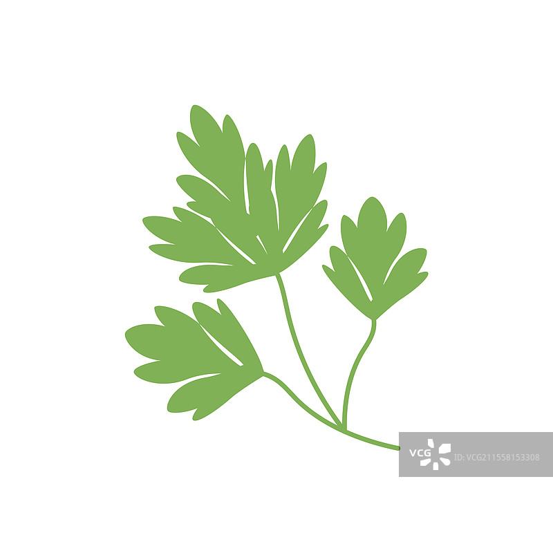 香菜枝叶食品图片素材