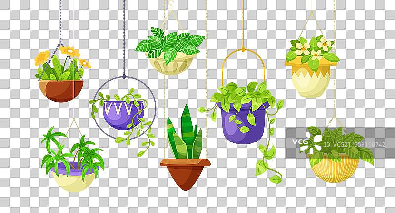 五颜六色花盆中的悬挂室内植物图片素材