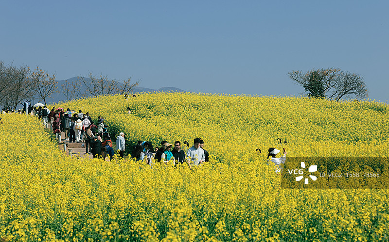 春天的油菜花田游人前来打卡图片素材