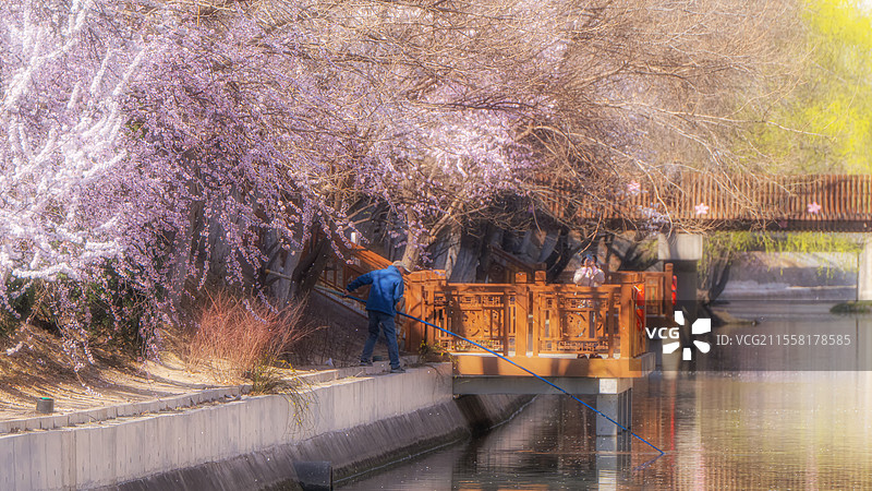 北京十里堡桃花溪 春天 山桃花图片素材