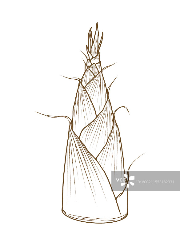 竹笋春笋线稿图图片素材