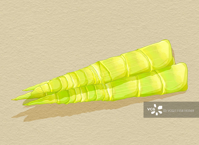 春笋竹笋图片素材