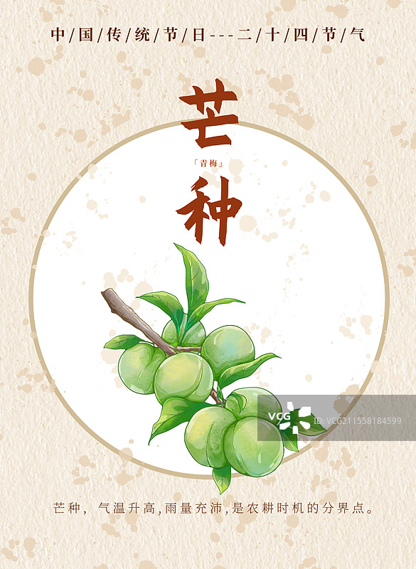 新中式二十四节气芒种食物海报青梅图片素材