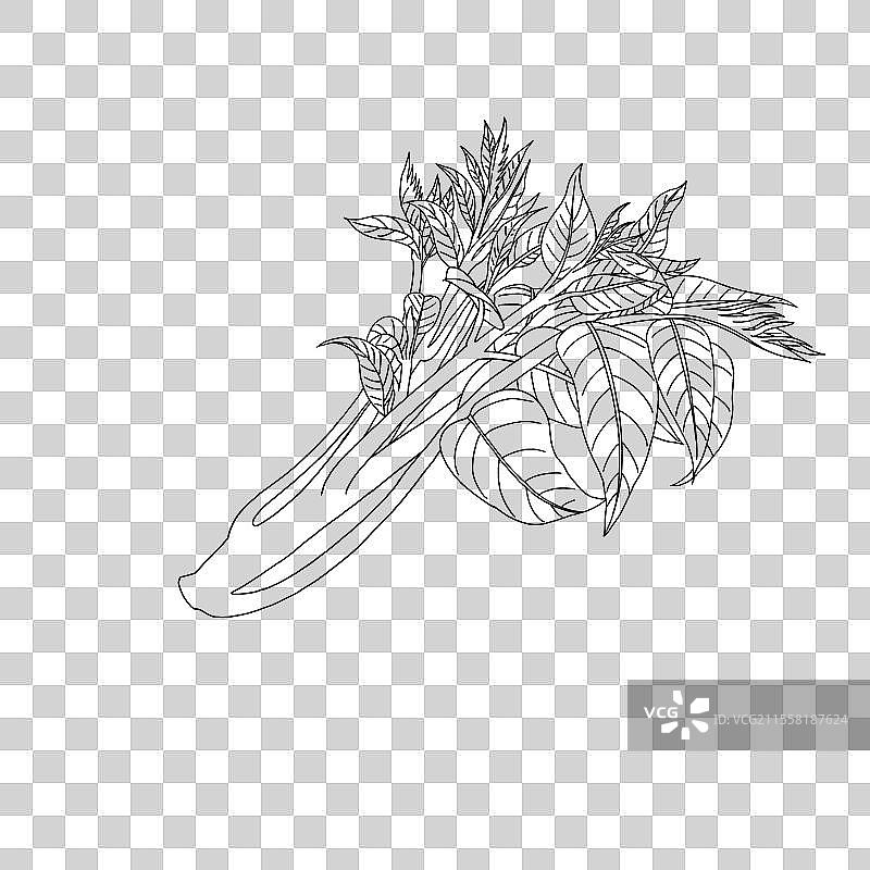 春天蔬菜香椿线稿图片素材