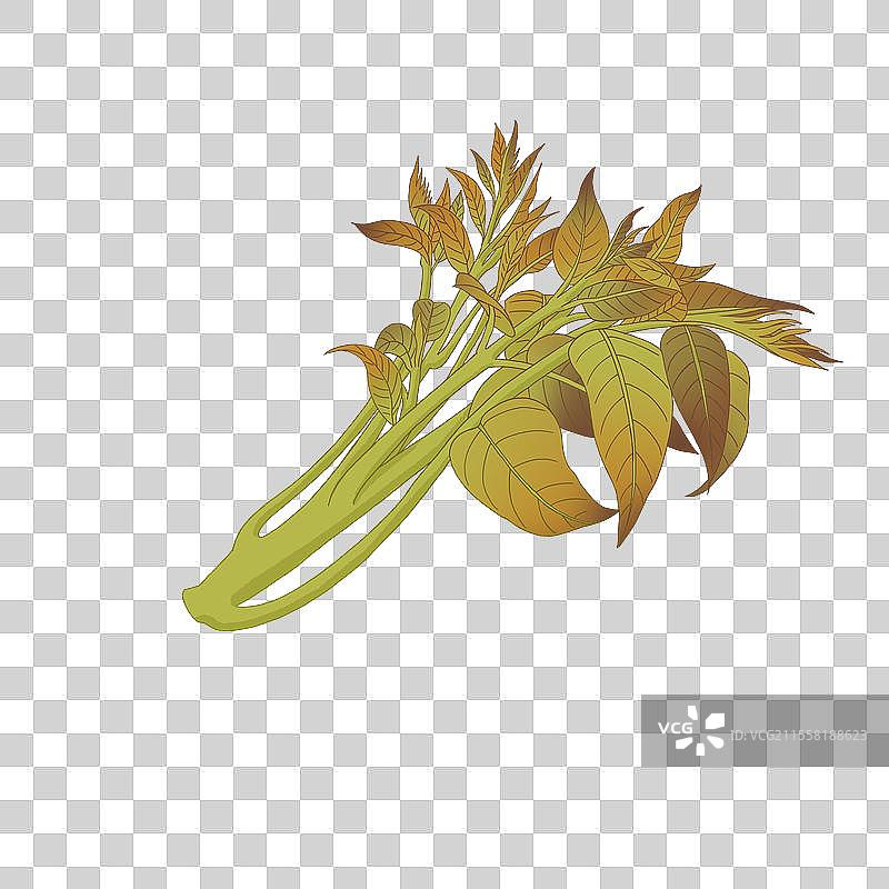 春天蔬菜香椿插画素材图片素材