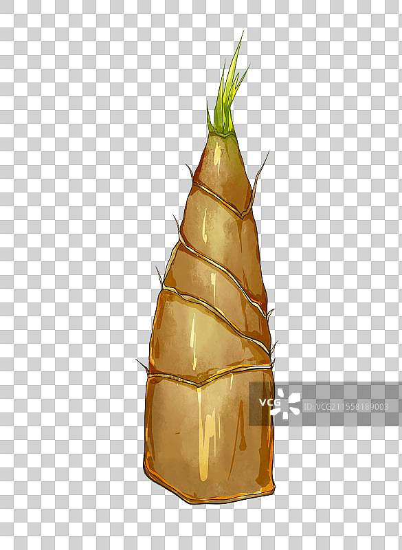 两根竹笋图片素材