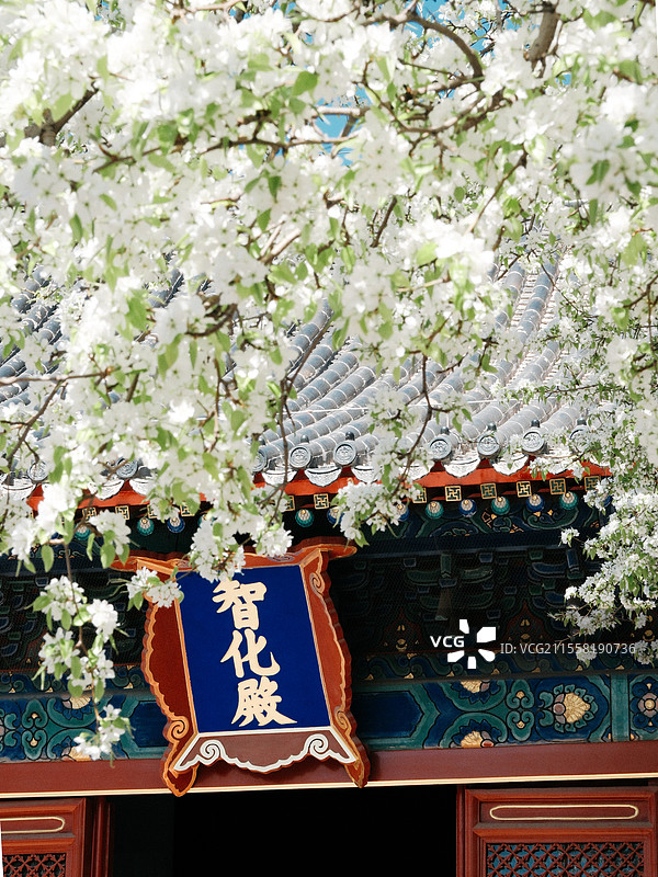 北京春天智化寺梨花古建筑丁香花朝外soho图片素材