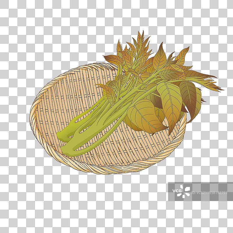 春天蔬菜香椿插画素材图片素材