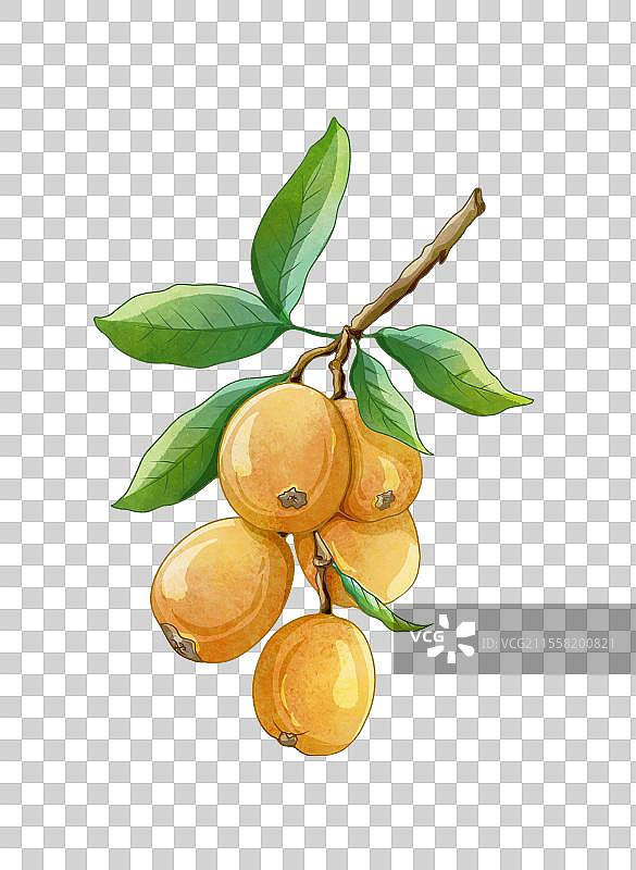 一串枇杷图片素材