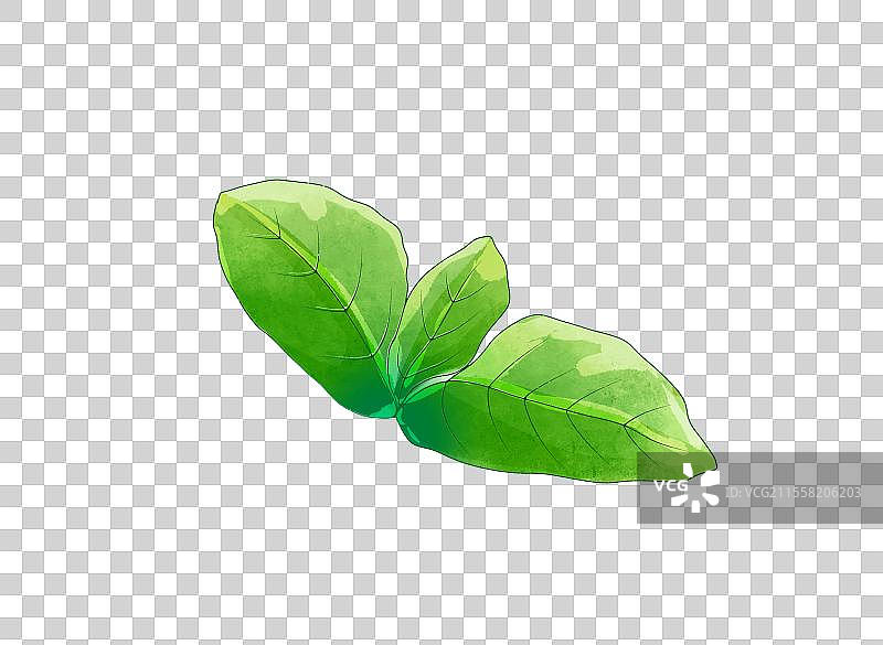 薄荷叶绿色叶子图片素材