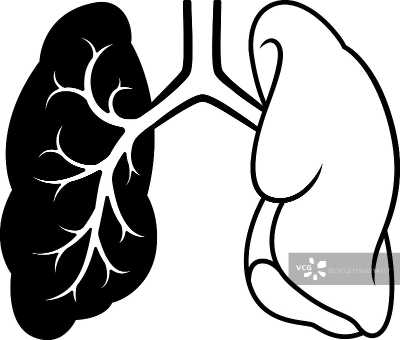肺和气管的图示图片素材